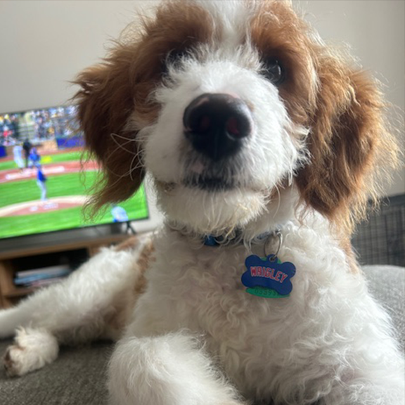 Chicago Game Day Tag – North Side Blue Edition