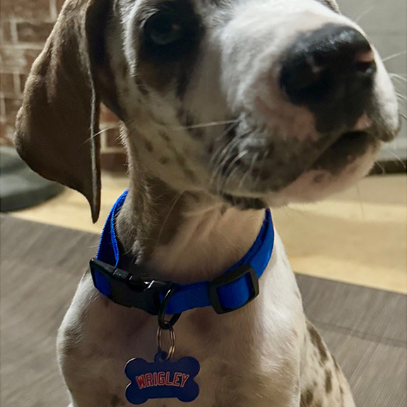 Chicago Game Day Tag – North Side Blue Edition